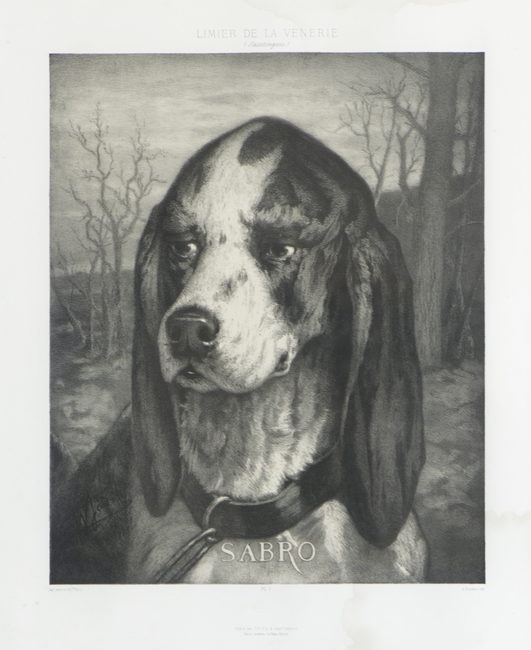 Le chien Sabro de la Vènerie impériale - Don de M. A. du Vivier à la Société de Vènerie